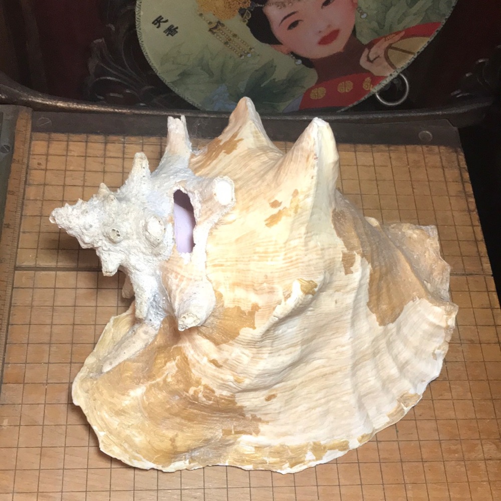 Queen Conch Shell 3lbs 3.8oz Rustic Surface 9.5”Lx8.25”Wx5.75”H